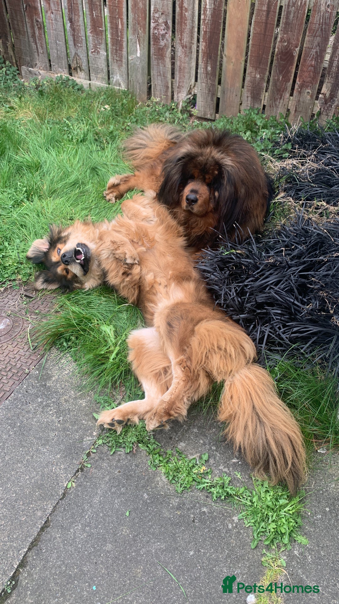 Tibetan Mastiff dogs for sale: 2 Wonderful Tibetan Mastiffs for rehoming - Image 1