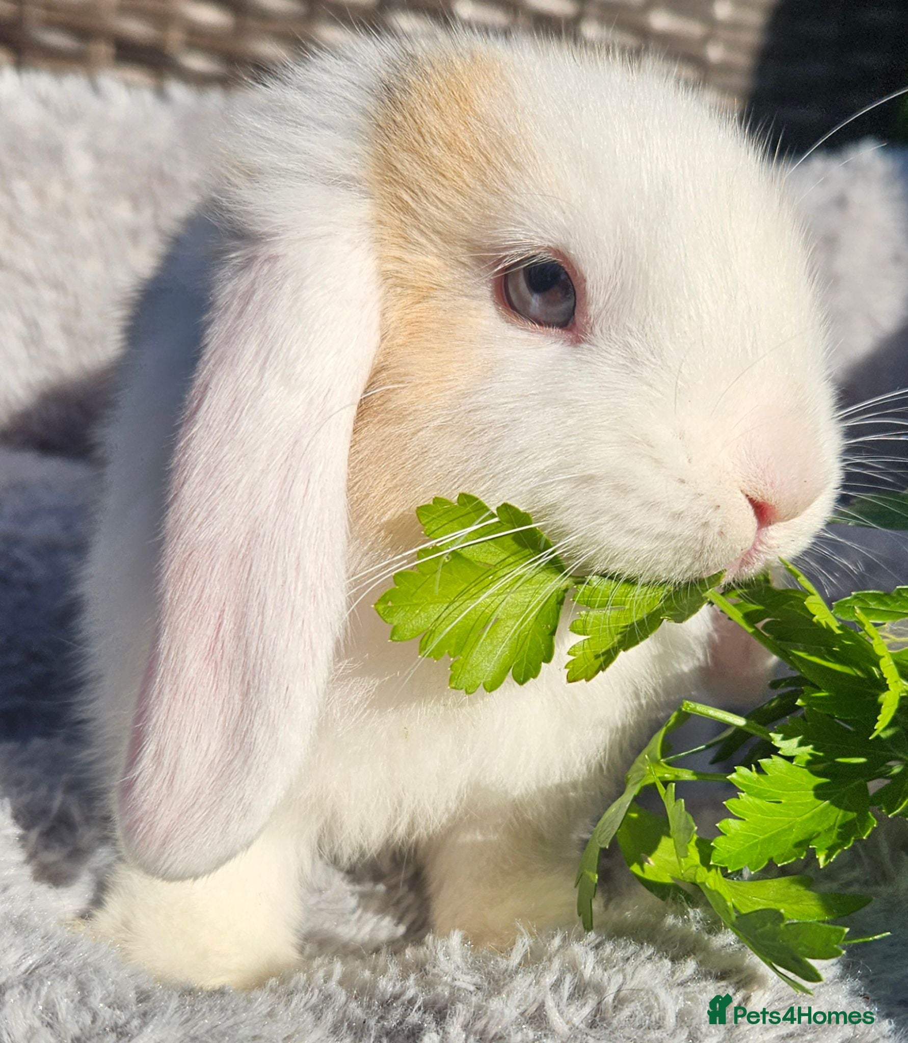 Mini Lop rabbits Beautiful mini lop boys and girls avalible - Advert 1