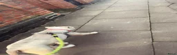 American Bulldog dogs for sale: Female American bulldog  in Grimsby - Advert 2