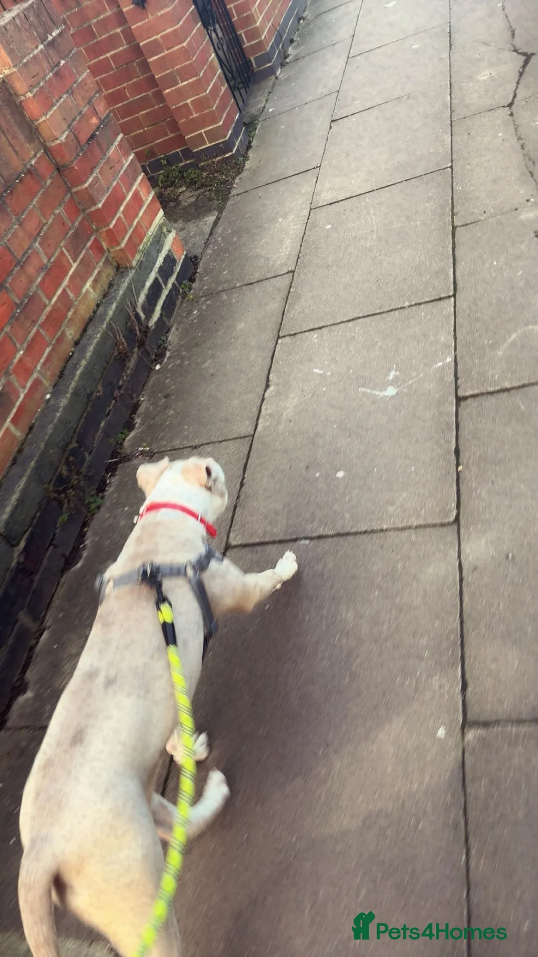 American Bulldog dogs for sale: Female American bulldog  in Grimsby - Advert 2