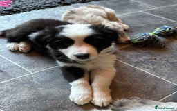 Border Collie dogs for sale: Stunning Border Collie Puppies- merle, b&w - Image 13