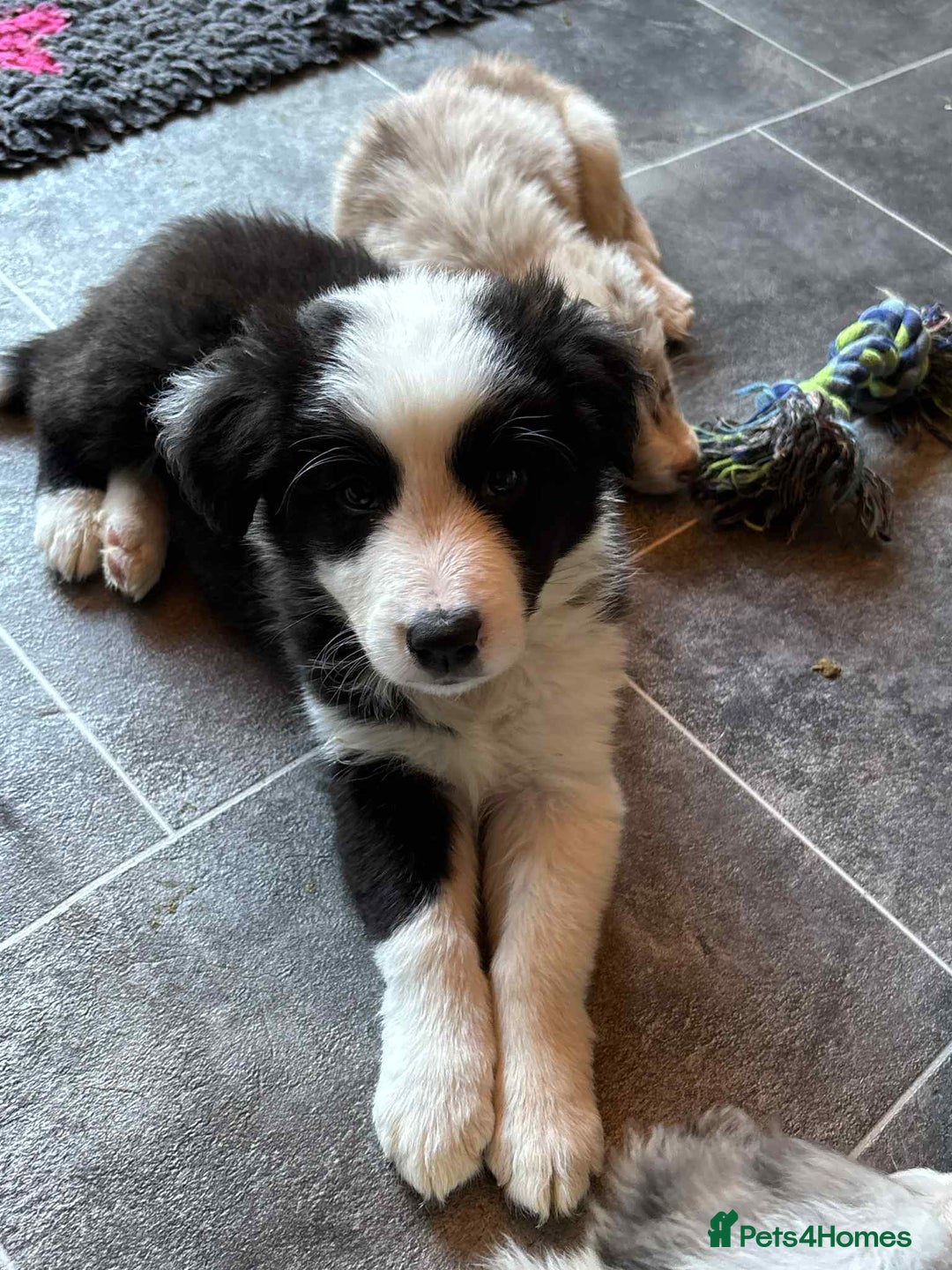 Border Collie dogs for sale: Stunning Border Collie Puppies- merle, b&w - Image 13