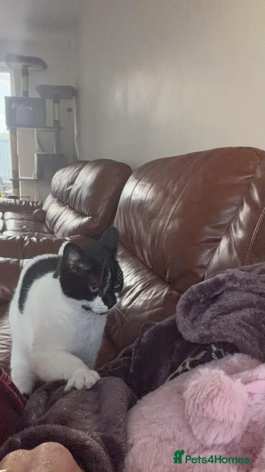 Mixed Breed cats for sale: 2 female cats in South Shields - Advert 6