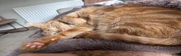 Domestic Shorthair cats for sale: Rio - Gentle 5 year old male  in Dudley - Advert 4