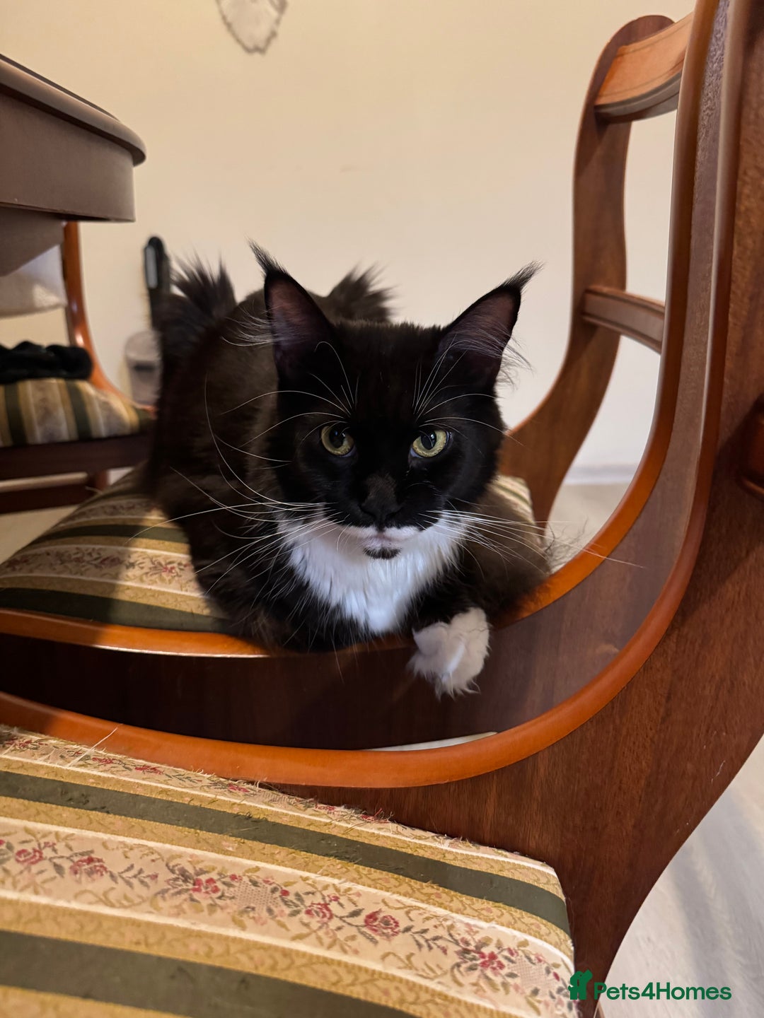 Maine Coon cats for sale: Last Two Lovely Maine Coon Kittens For Sale - Advert 5