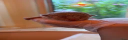 British Shorthair cats for sale: British Shorthair kittens  - Advert 13