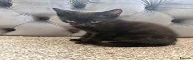 British Shorthair Kitten 2