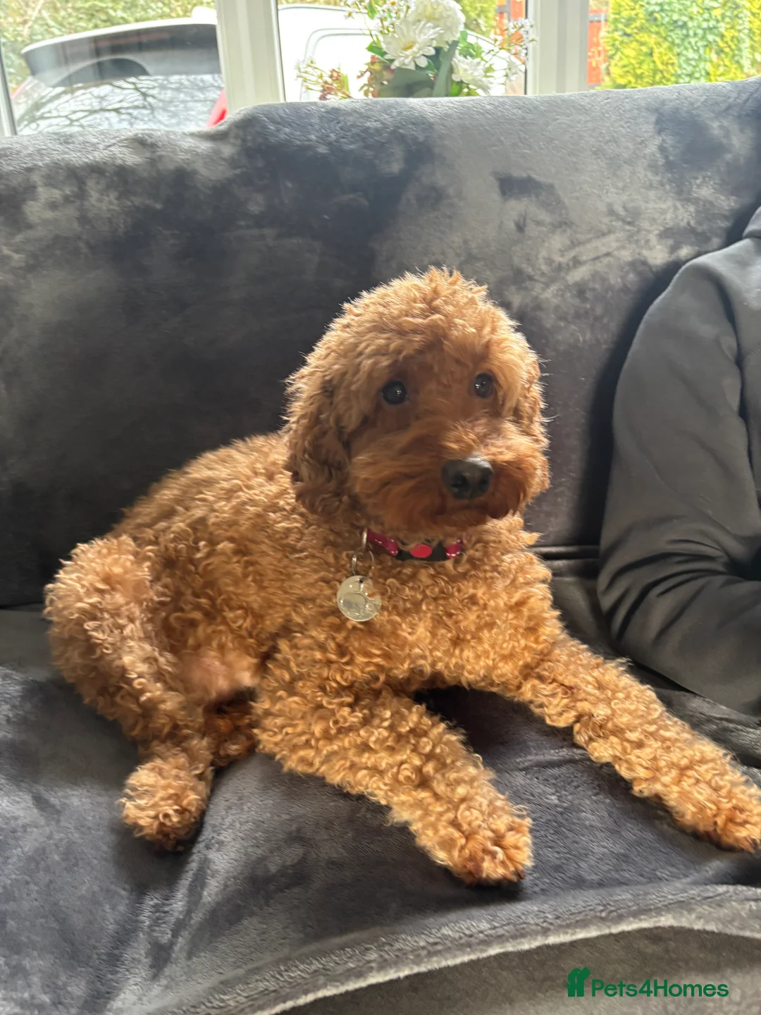 Cockapoo dogs for sale: F1 Cockapoo puppies. 1 Golden & 1 Chocolate/Tan in Rotherham - Advert 12