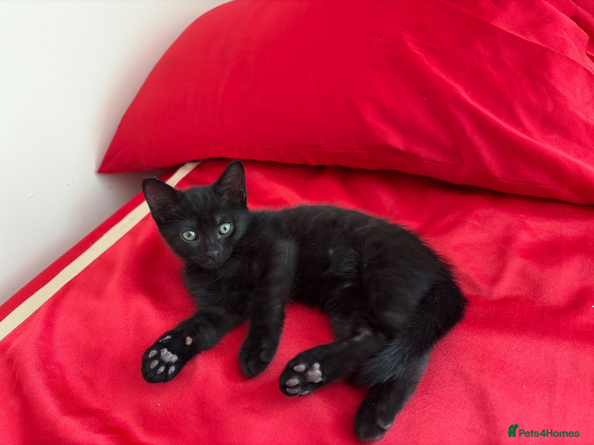Mixed Breed cats Oreo  - Advert 1