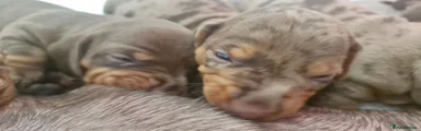 Dachshund Puppy 5