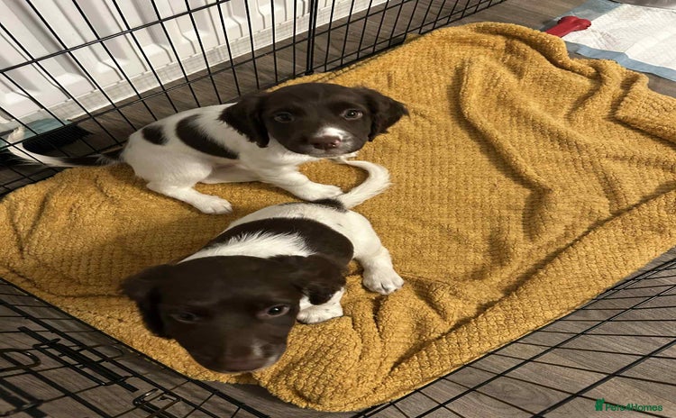 English Springer Spaniel dogs - Advert 1