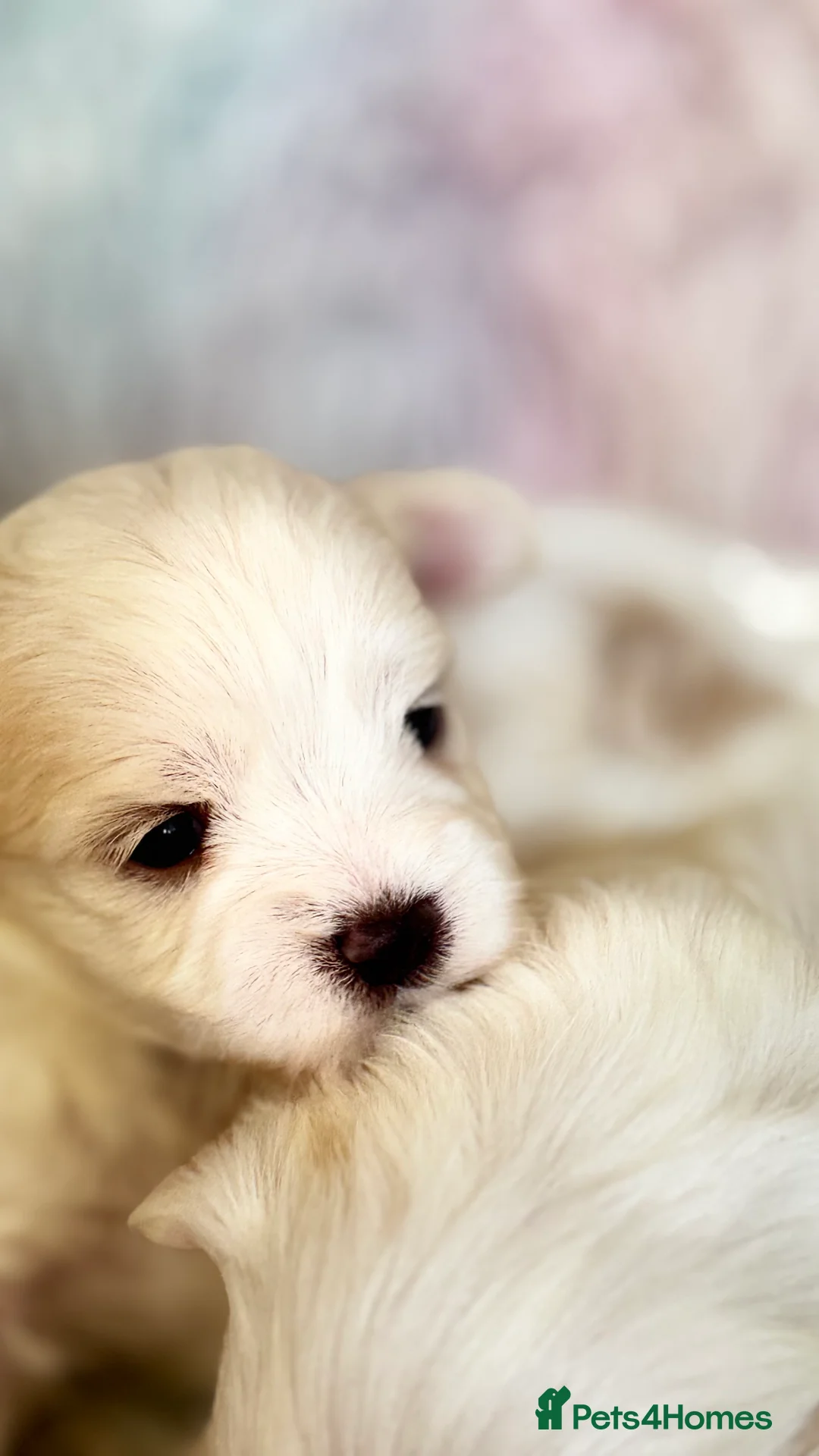 Maltese dogs for sale: Kc registered mini Maltese  - Advert 5