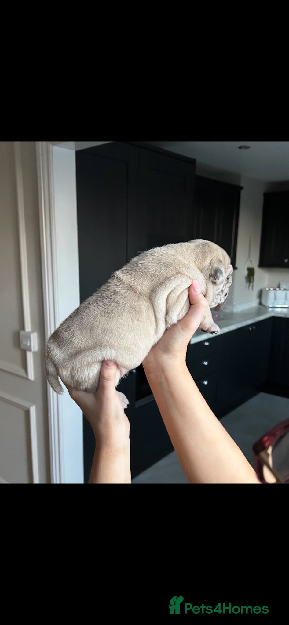 English Bulldog dogs for sale: Beautiful little of 3 English bulldogs  in Consett - Advert 9