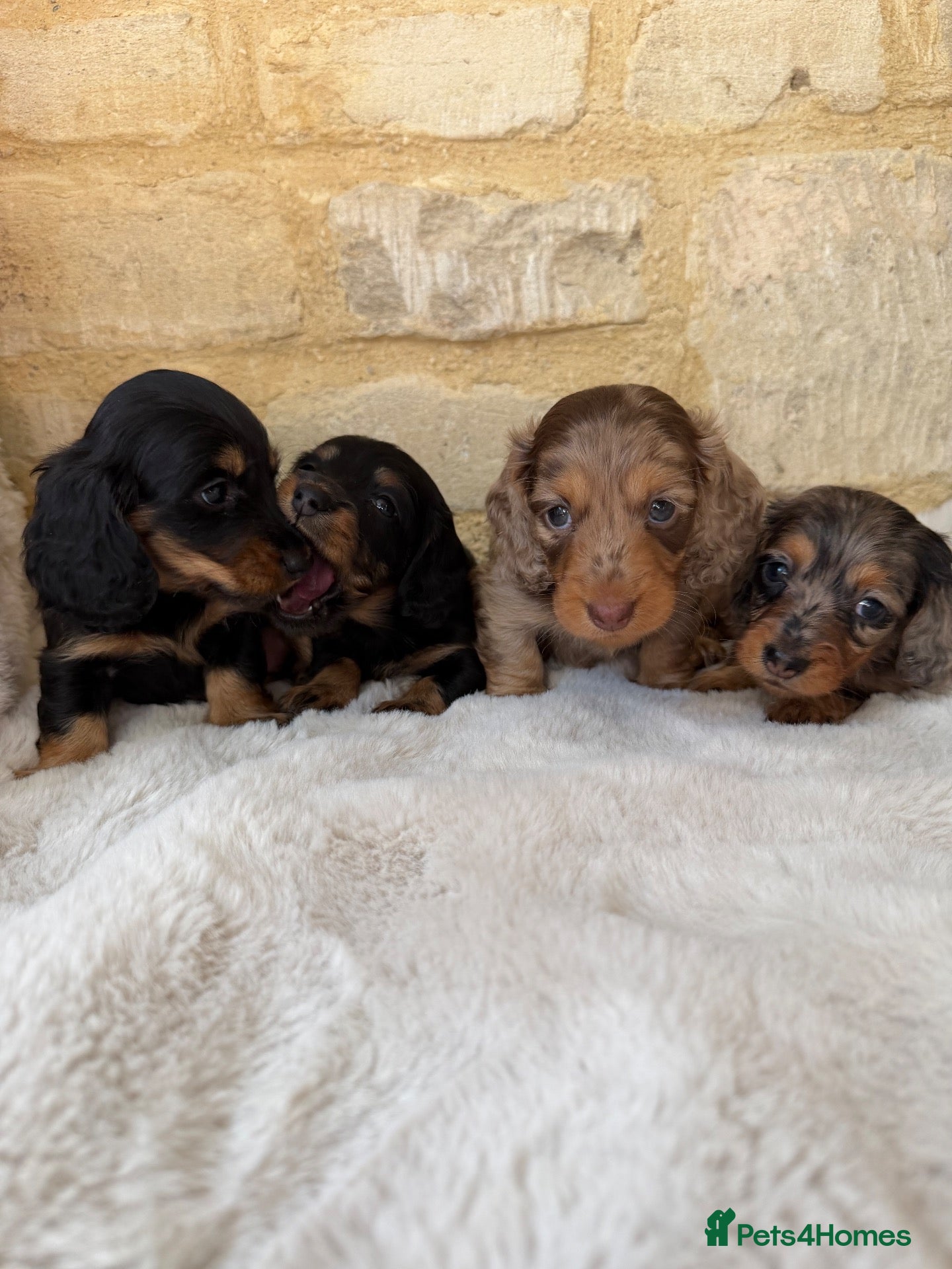 Miniature Dachshund dogs KC Long Haired Miniature Dachshund Puppies - Advert 4