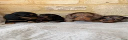 Miniature Dachshund dogs for sale: READY NOW KC Long-Haired Miniature Dachshund girl - Advert 11
