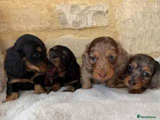 Miniature Dachshund dogs KC Long Haired Miniature Dachshund Puppies - Advert 4