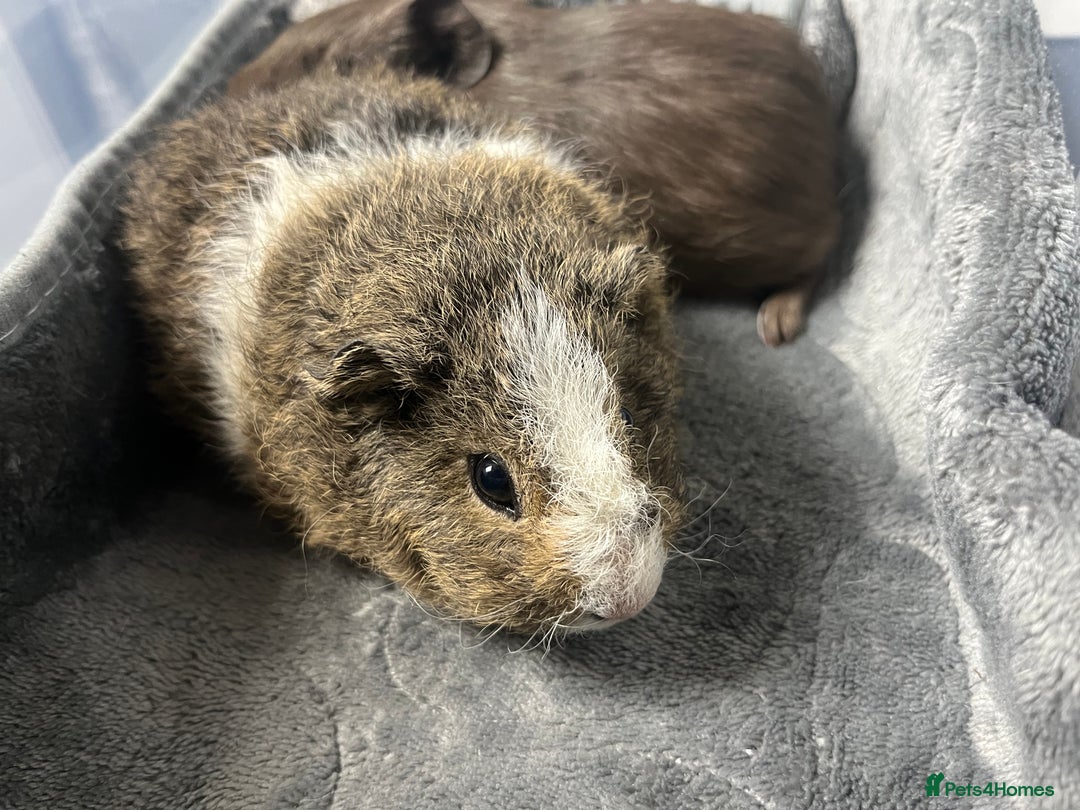 Guinea Pig rodents for sale: Adorable pair of bonded brothers. 5 weeks old  - Advert 3