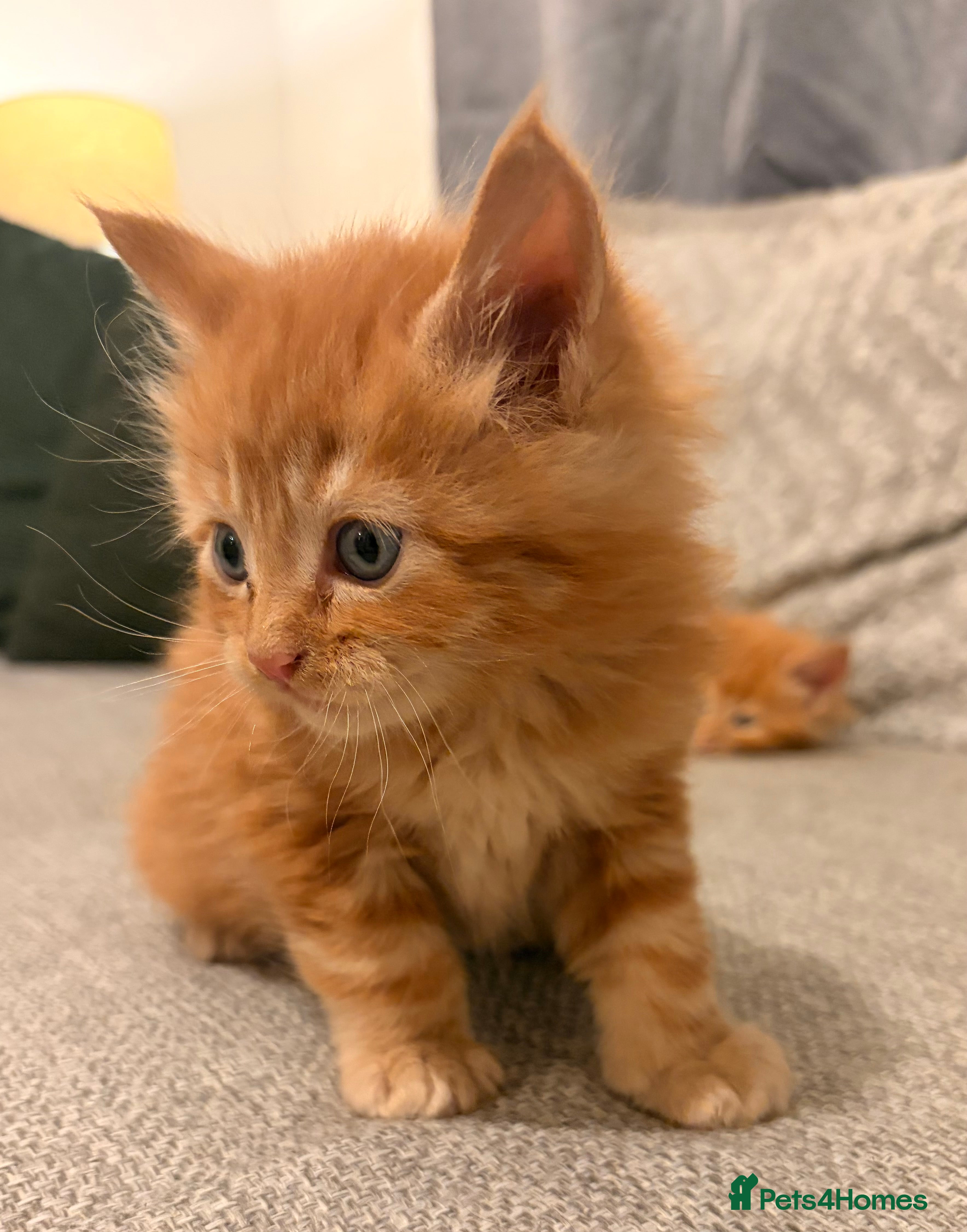 Maine Coon cats Maine coon babies 😻 - Advert 17