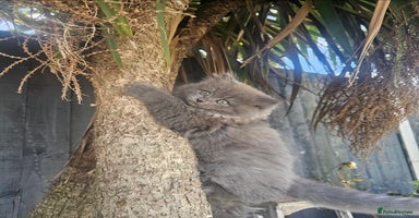 British Longhair cats - Advert 13