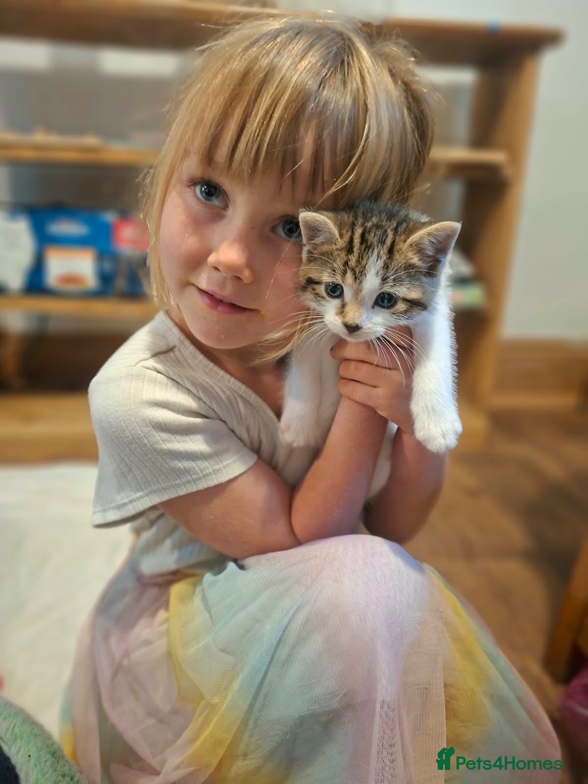 Mixed Breed cats Very friendly and used to family chaos!!  - Advert 1