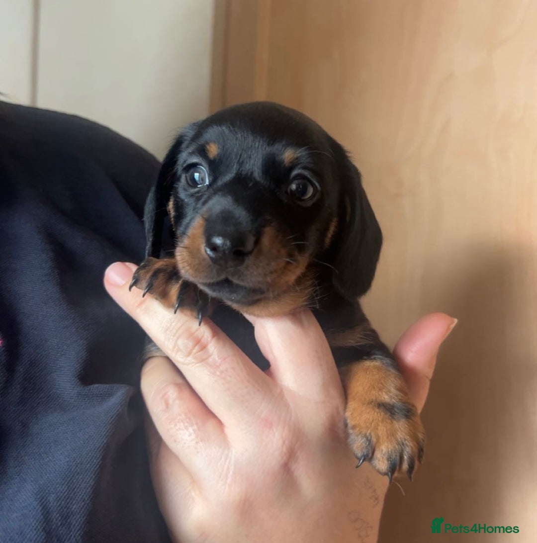 Miniature Dachshund dogs for sale: Miniature dachshund  - Image 2