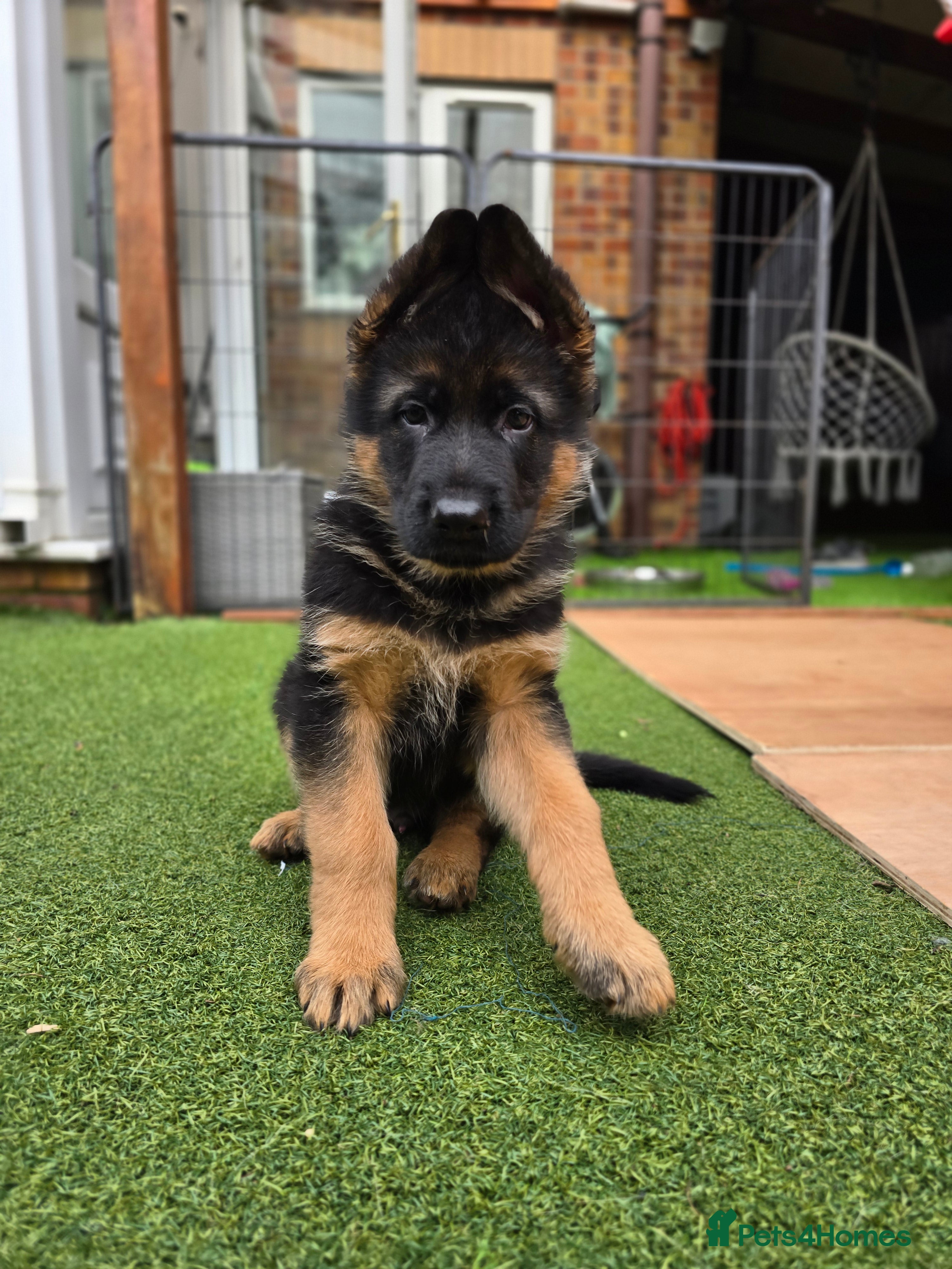 German Shepherd dogs KC Reg GSD – Top Health Tested Parents - Advert 7