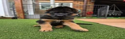 German Shepherd dogs for sale: KC Reg GSD – Top Health Tested Parents - Advert 1