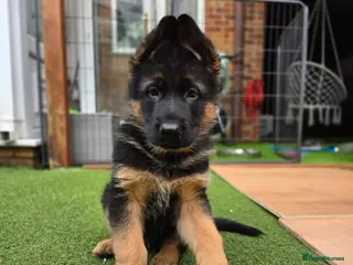 German Shepherd dogs KC Reg GSD – Top Health Tested Parents - Advert 7