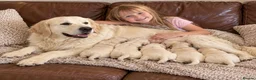 Golden Retriever dogs for sale: EXCEPTIONAL SHOW GOLDEN RETREIVER PUPPIES. - Advert 26