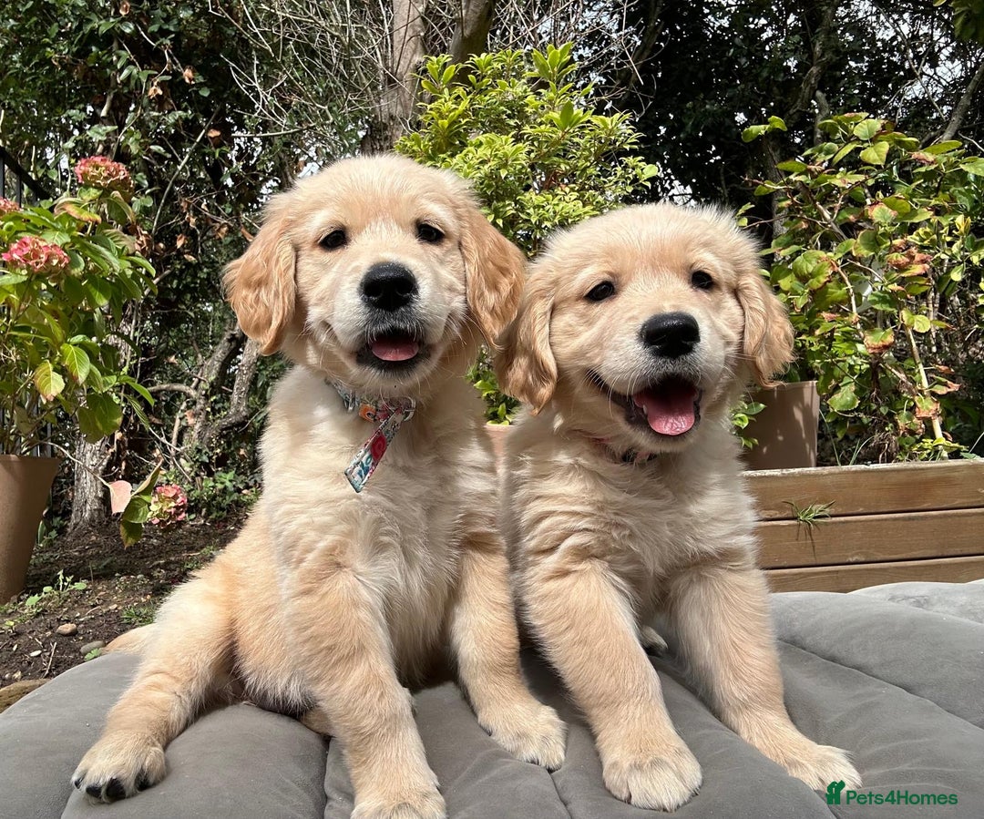 Golden Retriever dogs for sale: Golden retriever puppies READY NOW - Image 4