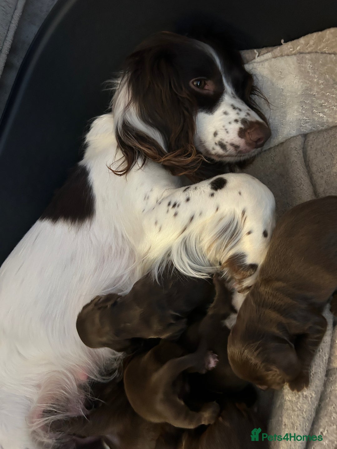 Cocker Spaniel dogs for sale: Stunning Cocker Spaniels 💗 - Advert 3