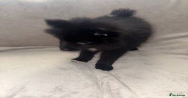 Pomsky dogs Pomsky Puppies  - Advert 10