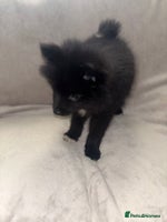 Pomsky dogs Pomsky Puppies - Advert 6