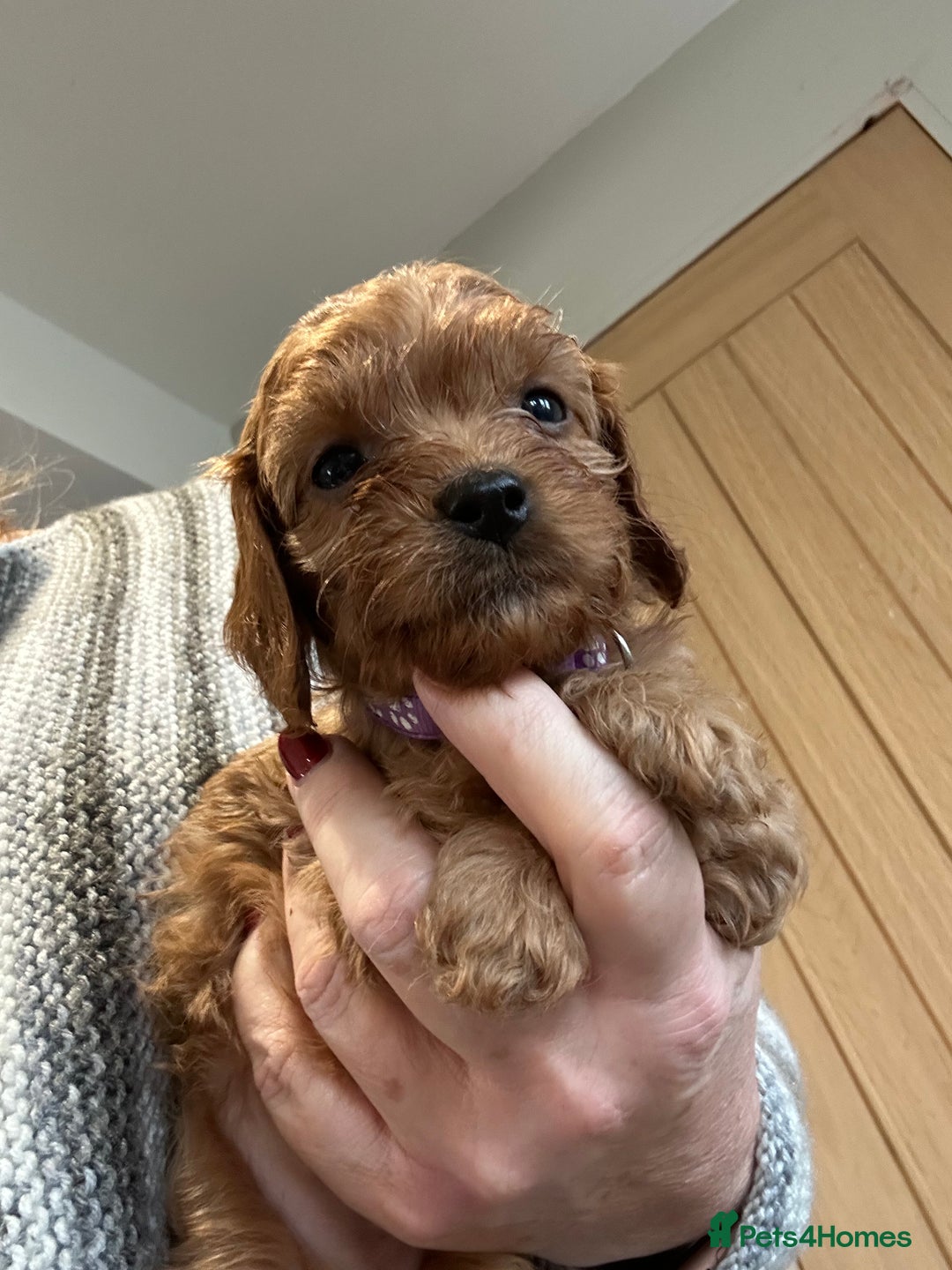 Cavapoo dogs for sale: Cavapoo puppies - Advert 12
