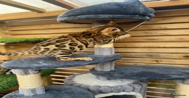 Bengal cats - Advert 9