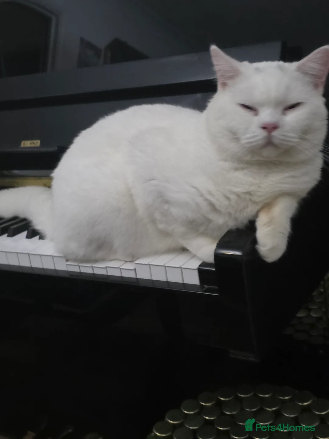 British Shorthair cats for stud: British Shorthair White Boy – proven stud service  - Advert 10