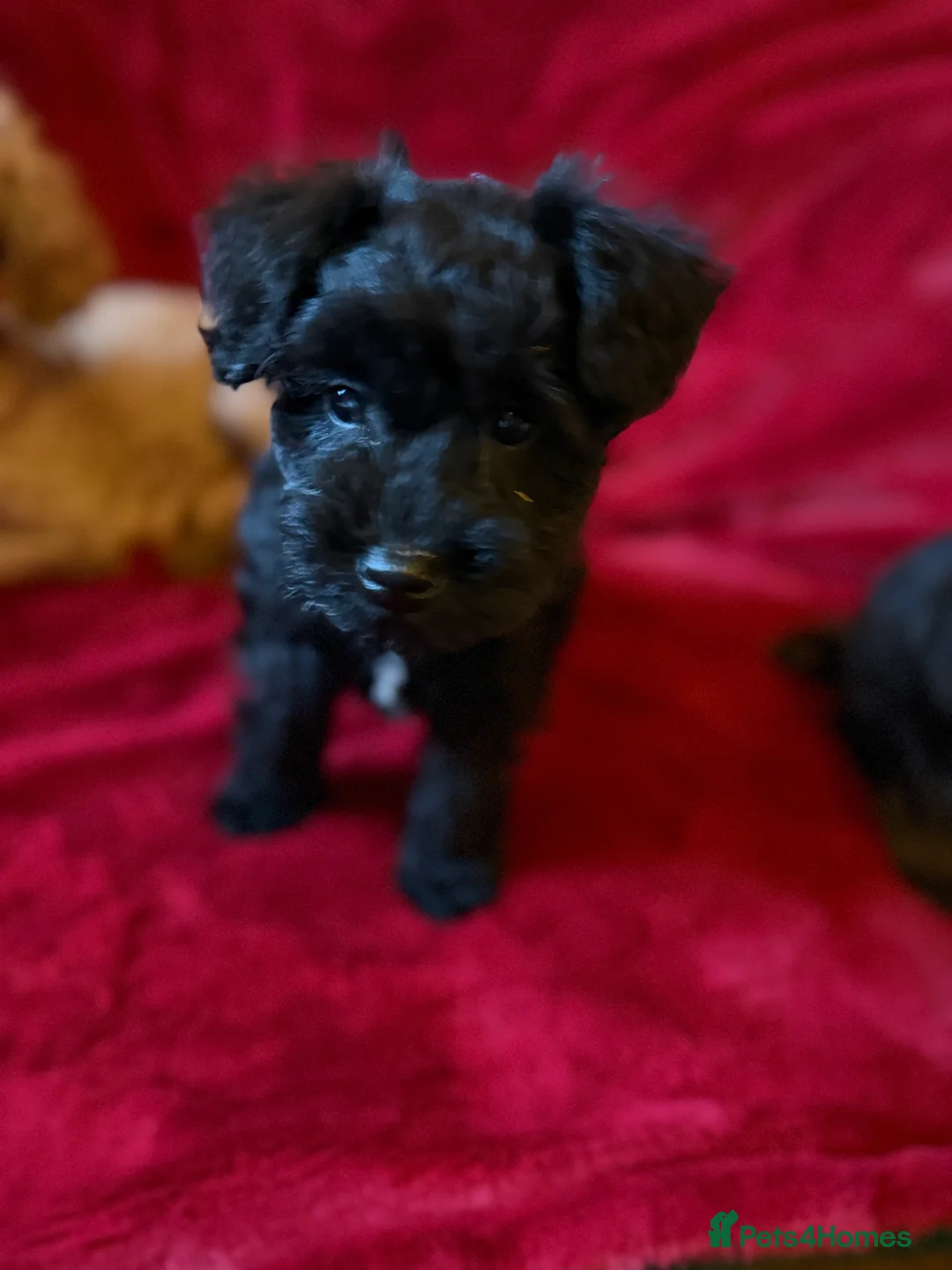 Mixed Breed dogs for sale: Two beautiful mini schnoodle pups - Advert 3
