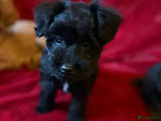 Mixed Breed dogs One beautiful mini schnoodle pup - Advert 2