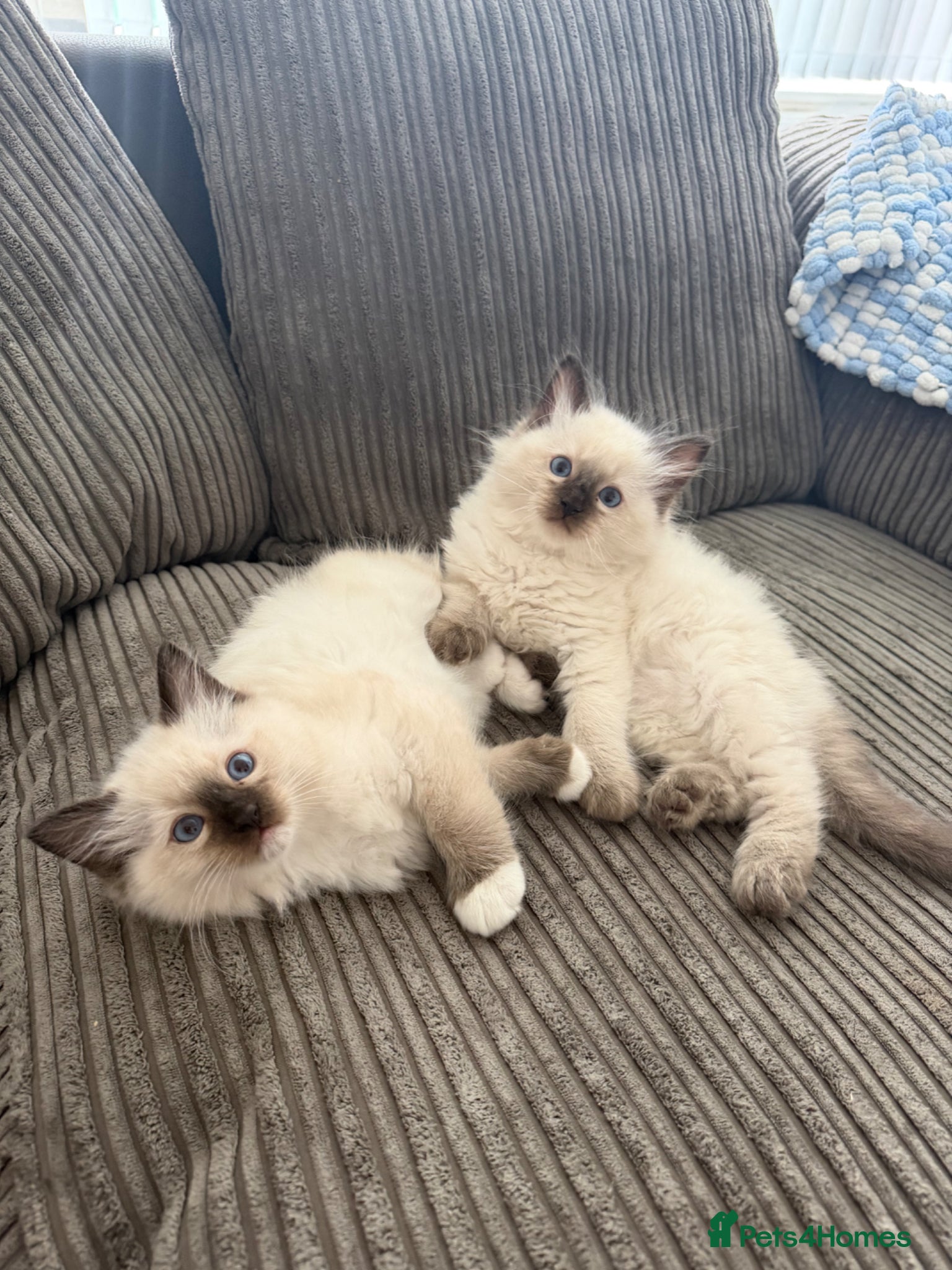 Ragdoll cats pedigree ragdoll kittens  - Advert 1