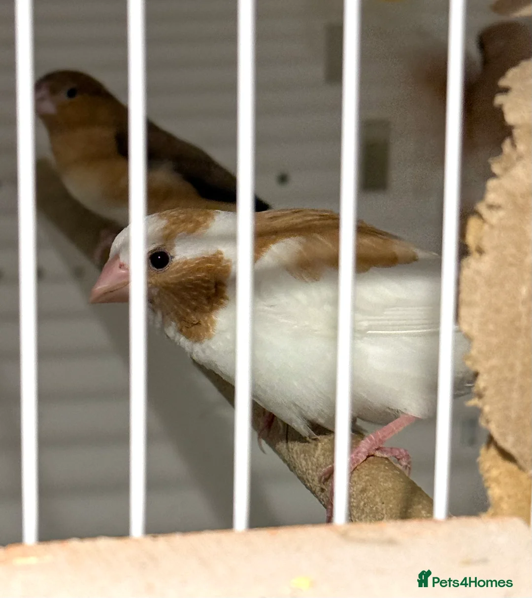Finches birds for sale: Bonded Bangelese finches for sale   - Advert 9