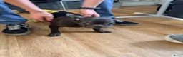 French Bulldog dogs for sale: REDUCED..FRENCH BULLDOG PUPPIES FOR SALE in London - Advert 2