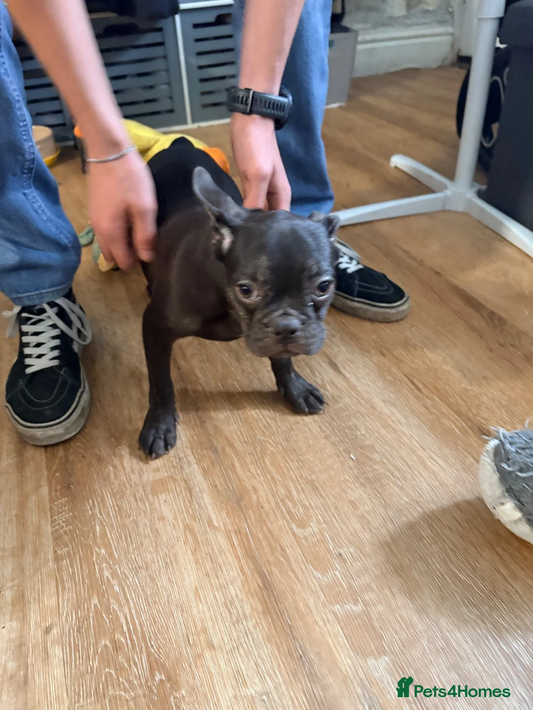 French Bulldog dogs for sale: REDUCED..FRENCH BULLDOG PUPPIES FOR SALE in London - Advert 2