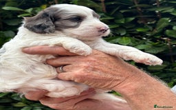 Cockapoo dogs for sale: DNA clear / Licensed Breeder for peace of mind  - Image 20