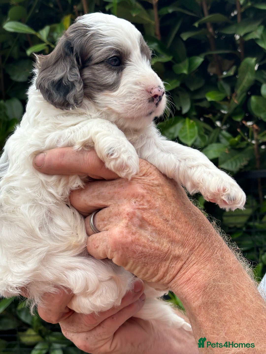 Cockapoo dogs for sale: DNA clear / Licensed Breeder for peace of mind  - Image 20