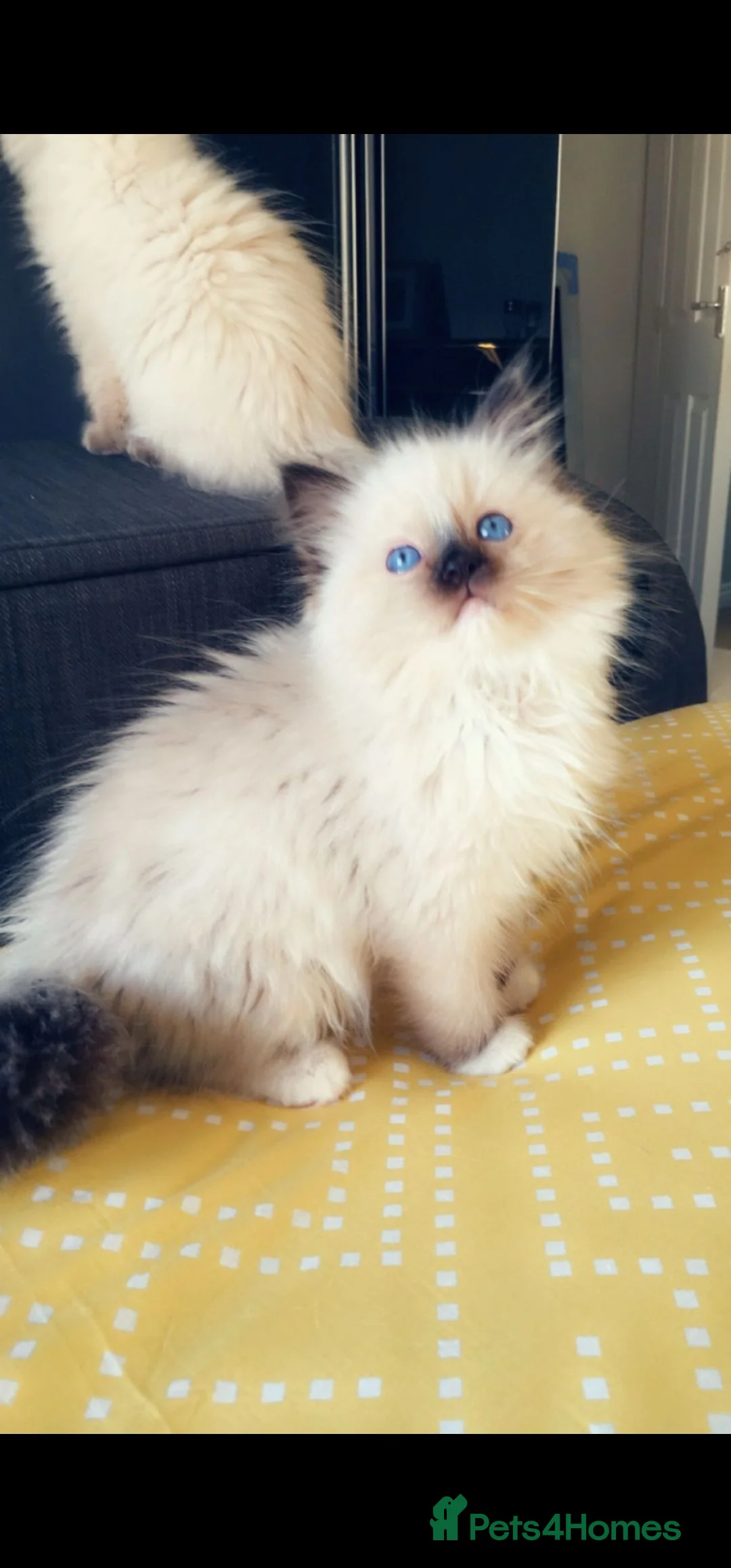 Ragdoll cats for sale: TICA REGISTERED KITTENS/Active - Advert 4