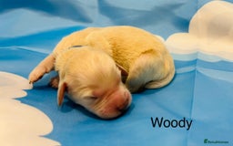 Double Doodle dogs for sale: Double doodle litter born 24/07/25 - Image 13