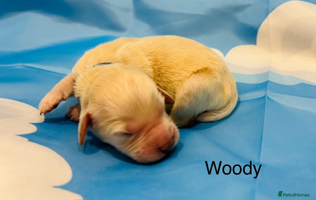 Double Doodle dogs for sale: Double doodle litter born 24/07/25 - Image 13