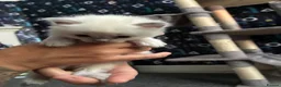 Ragdoll cats for sale: Ragdoll kittens - Advert 20