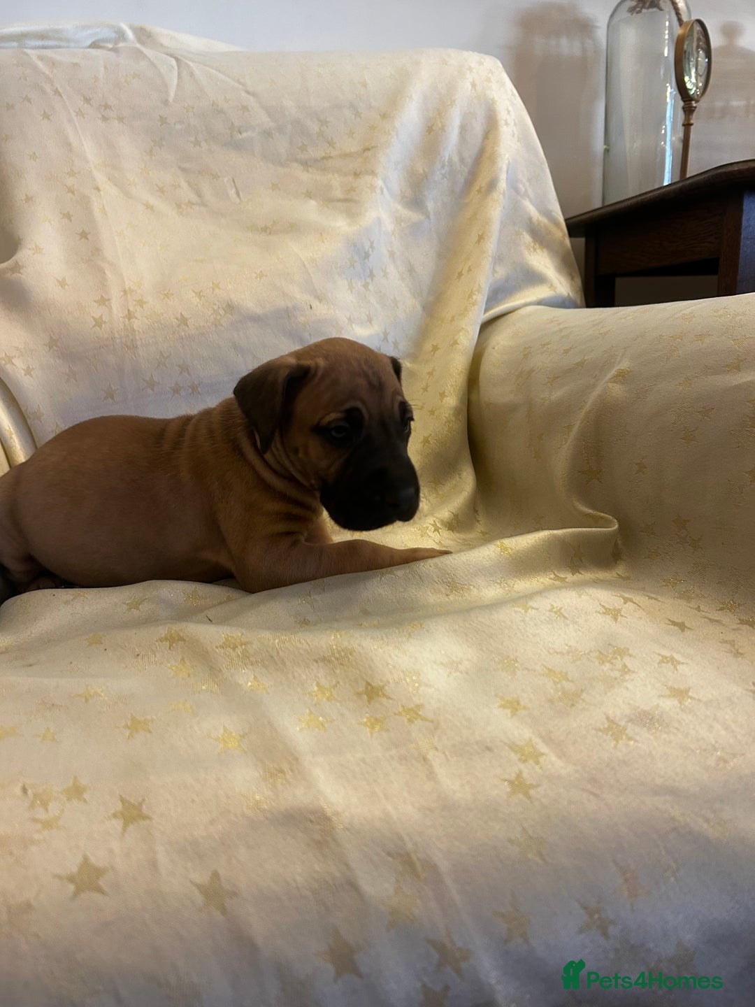 Great Dane dogs for sale: READY NOW… 3 BLACK GIRLS AVAILABLE  - Advert 24