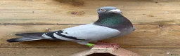 Pigeons birds for sale: Quality Racing pigeons for sale in Glasgow - Advert 1